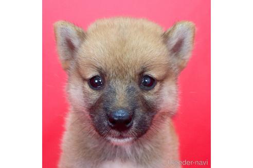 成約済の愛知県の柴犬-192185の4枚目